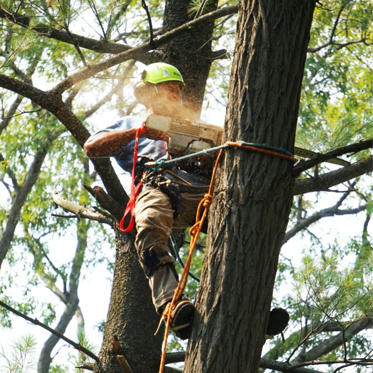 Worker wearing a bright green helmet uses a chainsaw to cut a branch high in a tree.